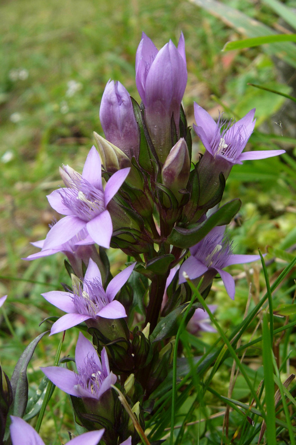 Gentianella... e poi?